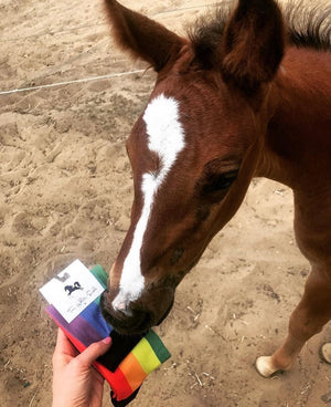 Rainbow equestrian socks